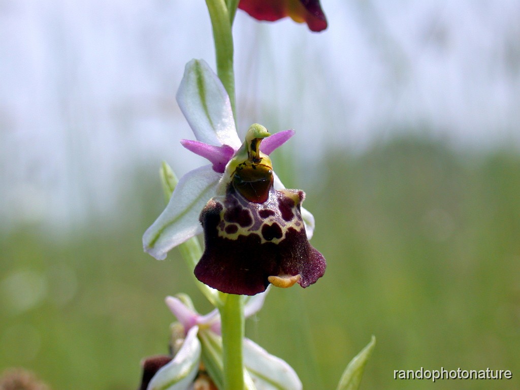 36_Ophrys bourdon_3.JPG - Ophrys bourdon